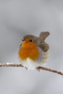 Robin in snow