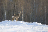 Roe Deer in Norway snow