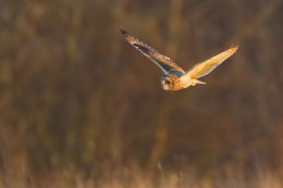 Short Eared Owl at dusk
