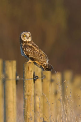 Short Eared Owl on fence post