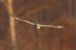 Short Eared Owl
