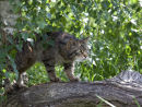 Scottish Wildcat (controlled conditions)