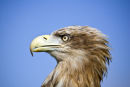 White tailed Sea Eagle