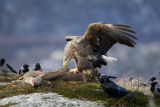 Sea Eagle feeding on Roe Deer