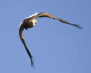 White tailed Sea Eagle