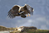 Sea Eagle overshadows hooded crow