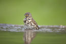 Song Thrush bathing