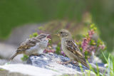 House sparrow feeding young