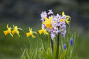 Spring Flowers
