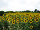 Sunflower Field