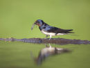 Swallow collecting nest material