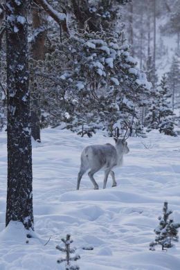 Reindeer walking away