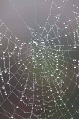 Spider web in misty November