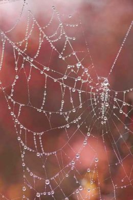 Spider web in misty November