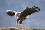 White tailed Sea Eagle