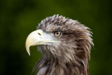 White tailed Sea Eagle