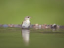 Willow Warbler bathing