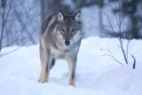Wolf in forest snow