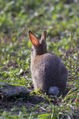 Young Rabbit in low Autumn sun
