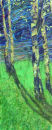 Silver Birches