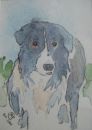 Commission - Collie 2011