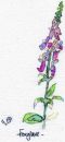 Jigsaw series - Foxglove