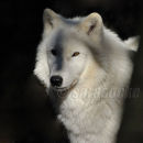 Polar Wolf