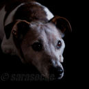 Brutus
