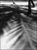 Beach with Palm Shadows