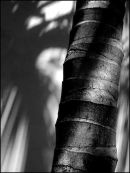 Palm Shadow+2