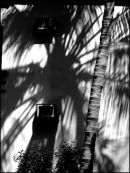 Palm Shadow+1