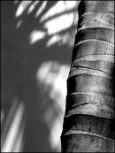 Palm Shadow+3