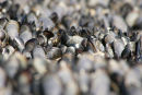 Mussels