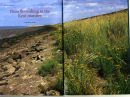 An article in the Countryman magazine
