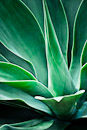 F.110123 Agave abstract #1