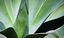 M.100000 Agave Abstract #2
