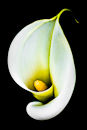 M.20225 Arum Lily