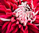 F.180125 Bi-coloured chrysanthemum