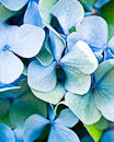 F.210225 Blue hydrangea florets