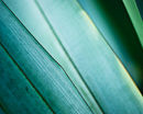 M.110000 Phormium abstract