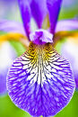 U.70000 Iris Sibirica