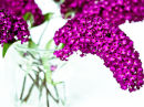 U.10000 Buddleias