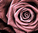 F.10125 Chocolate-toned rose