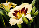 M.90000 Cream Hemerocallis