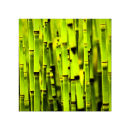 GC.020 Equisetum