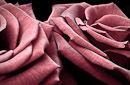 F.140125 Velvety roses