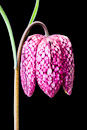 F.40125 Snake's Head Fritillary