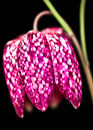 U.90000 Fritillary #2