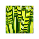 GC.040 Tropical leaves