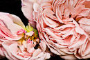 F.90225 Intricate roses